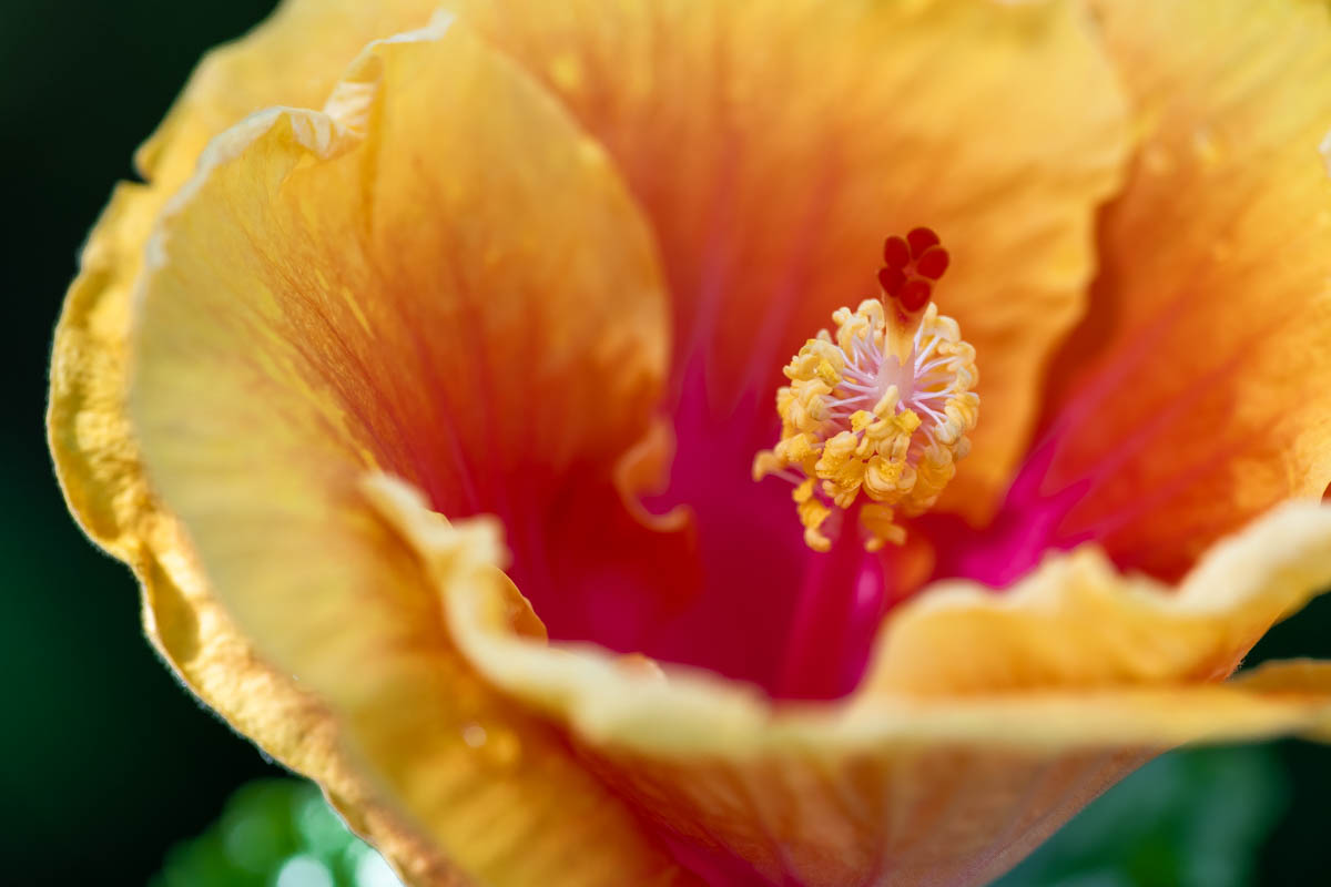 PhotoFovea Botanical Gallery — petals in quiet light