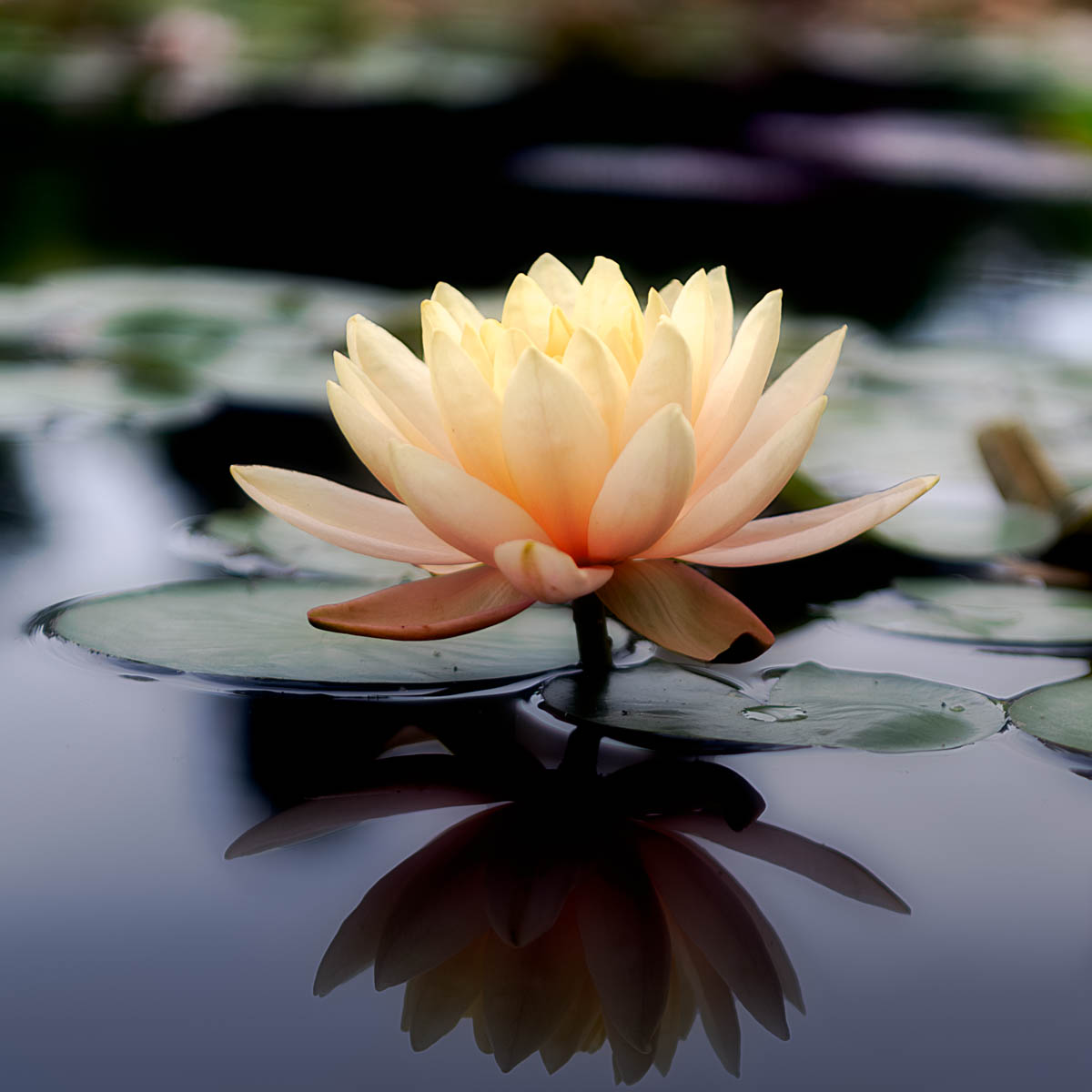 Fine-art botanical photograph — leaf lattice with morning sheen