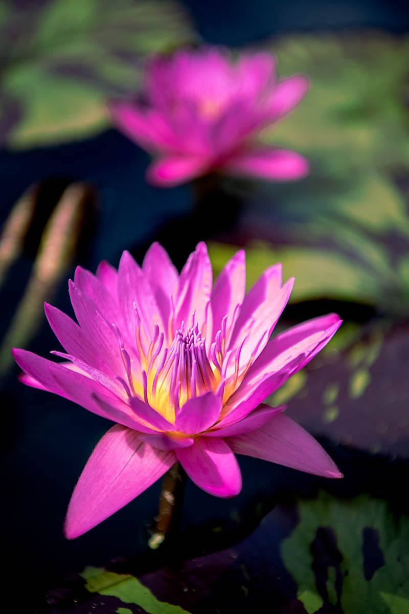 Curled petal holding dew