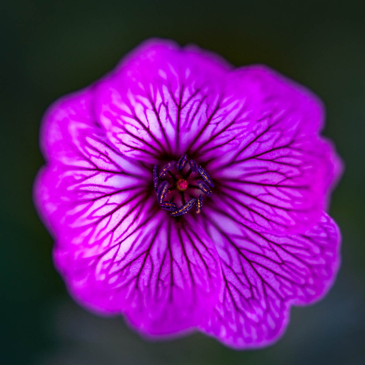 PhotoFovea botanical study — single stem against soft shade