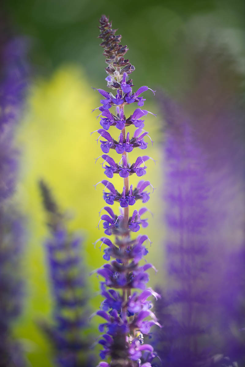Silken petals in side light