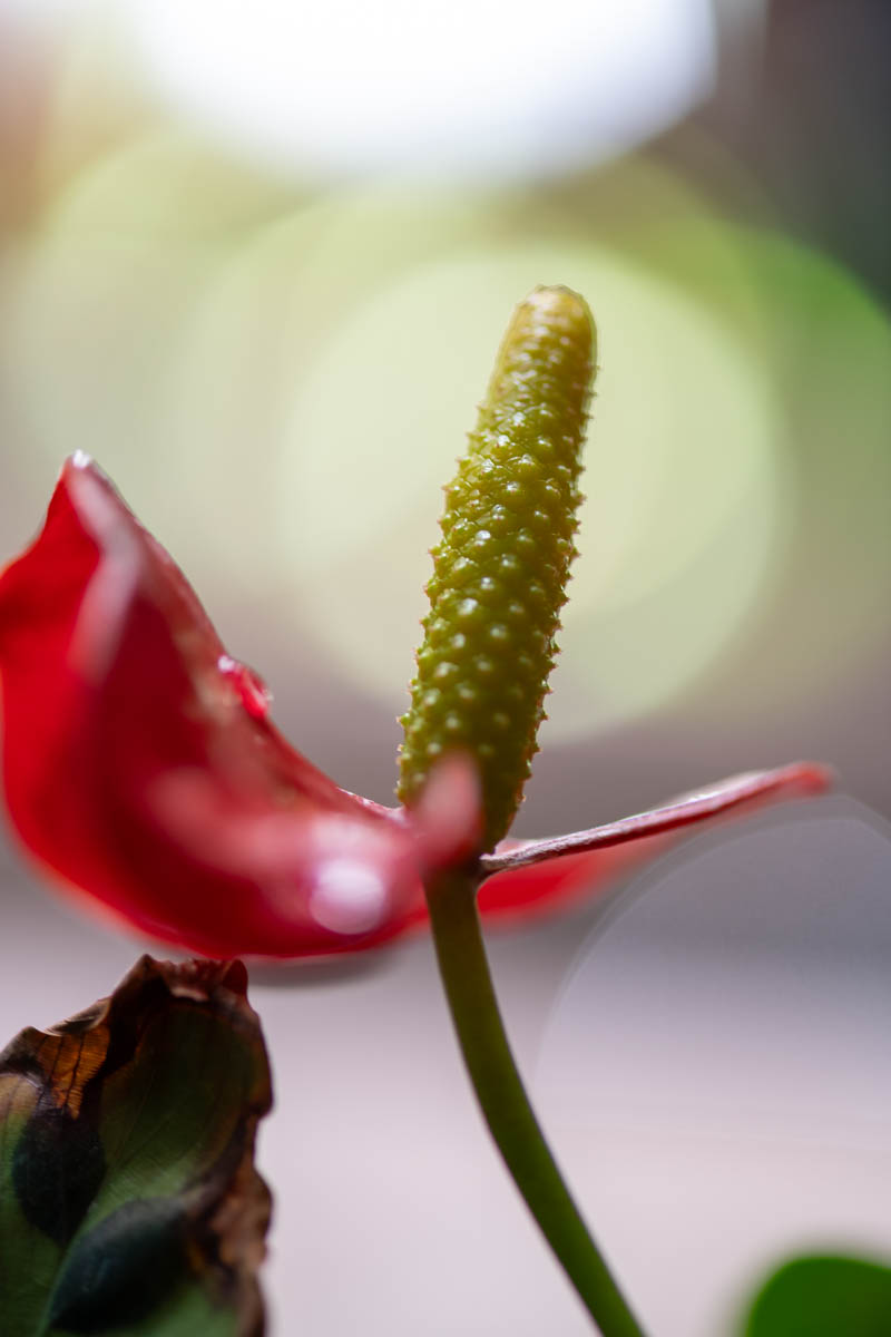 Botanical gallery detail — leaf canopy shaping a vault