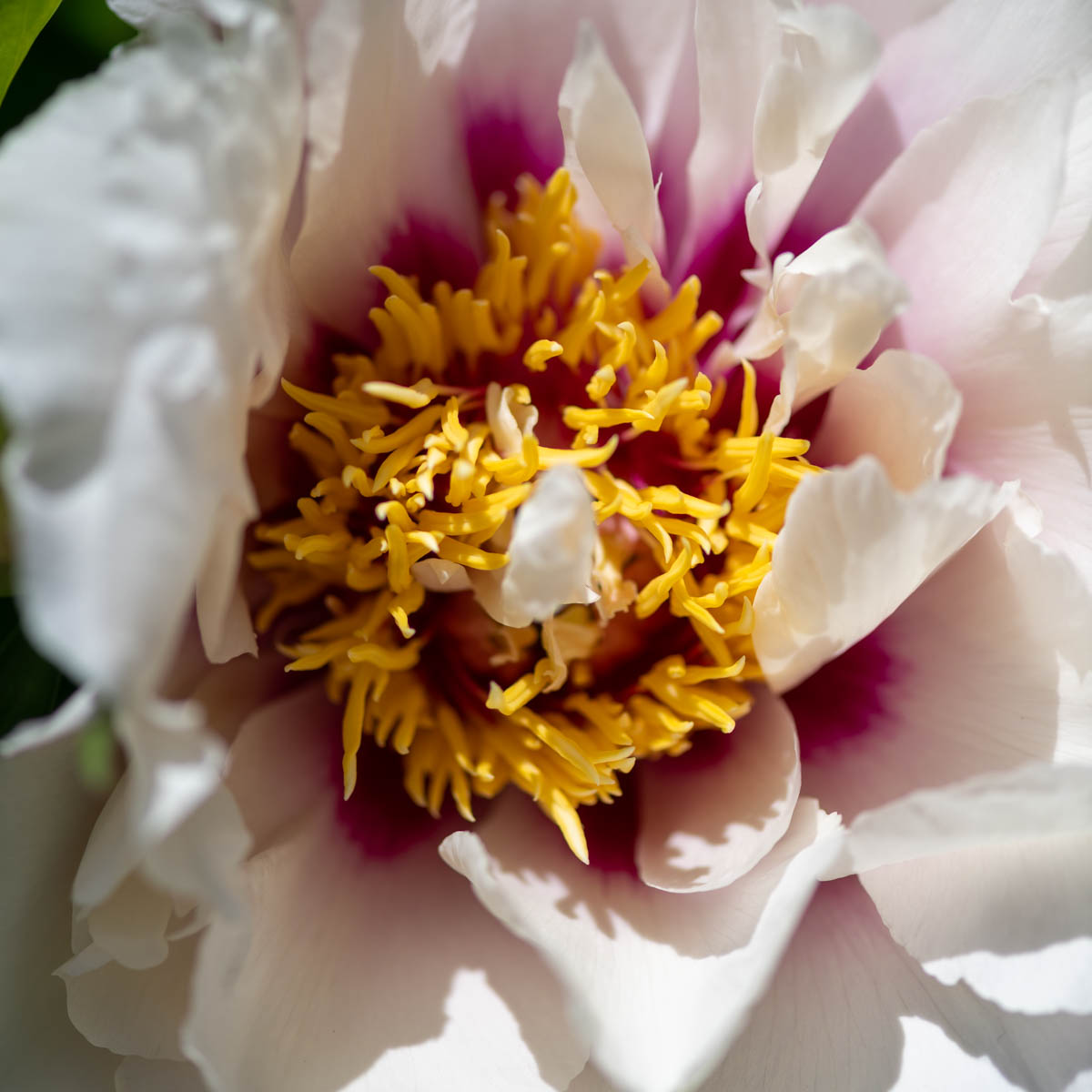 Veins catching rim light