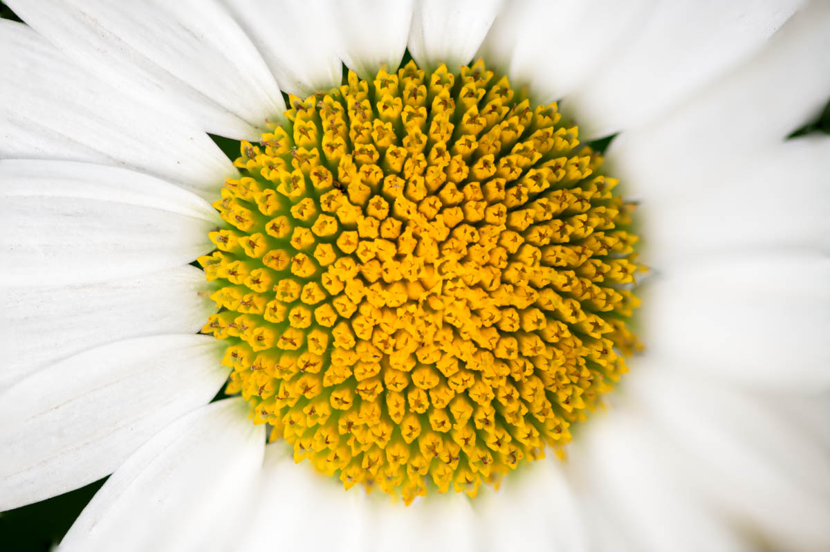 PhotoFovea botanical photograph — leaf chord in soft focus