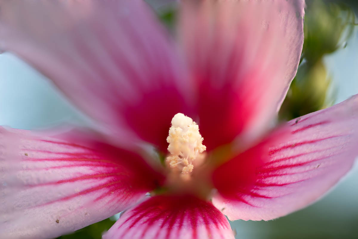 Folded leaf cradling shade
