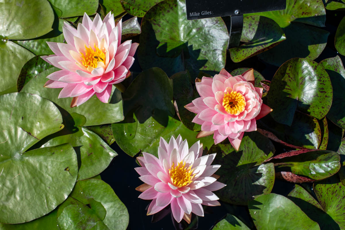 Botanical collection — organic geometry and living design