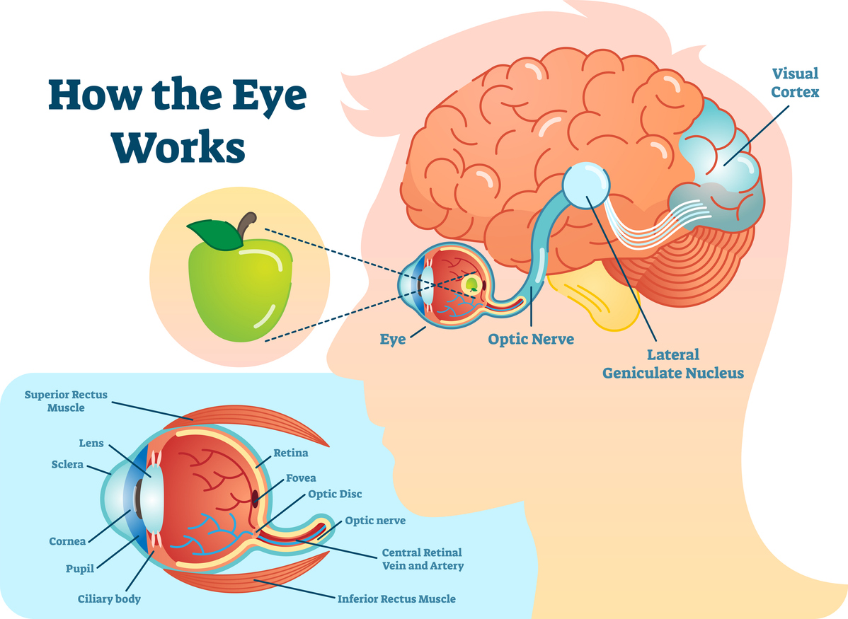 Physics of vision in photography diagram showing rods, cones, and foveal focus for contrast perception.