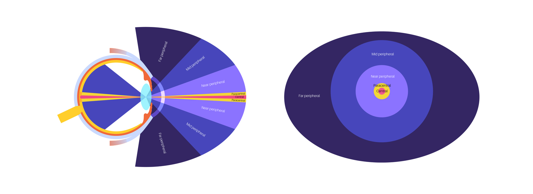 How we see in photography illustrated by foveal focus and peripheral vision within a photographic frame.