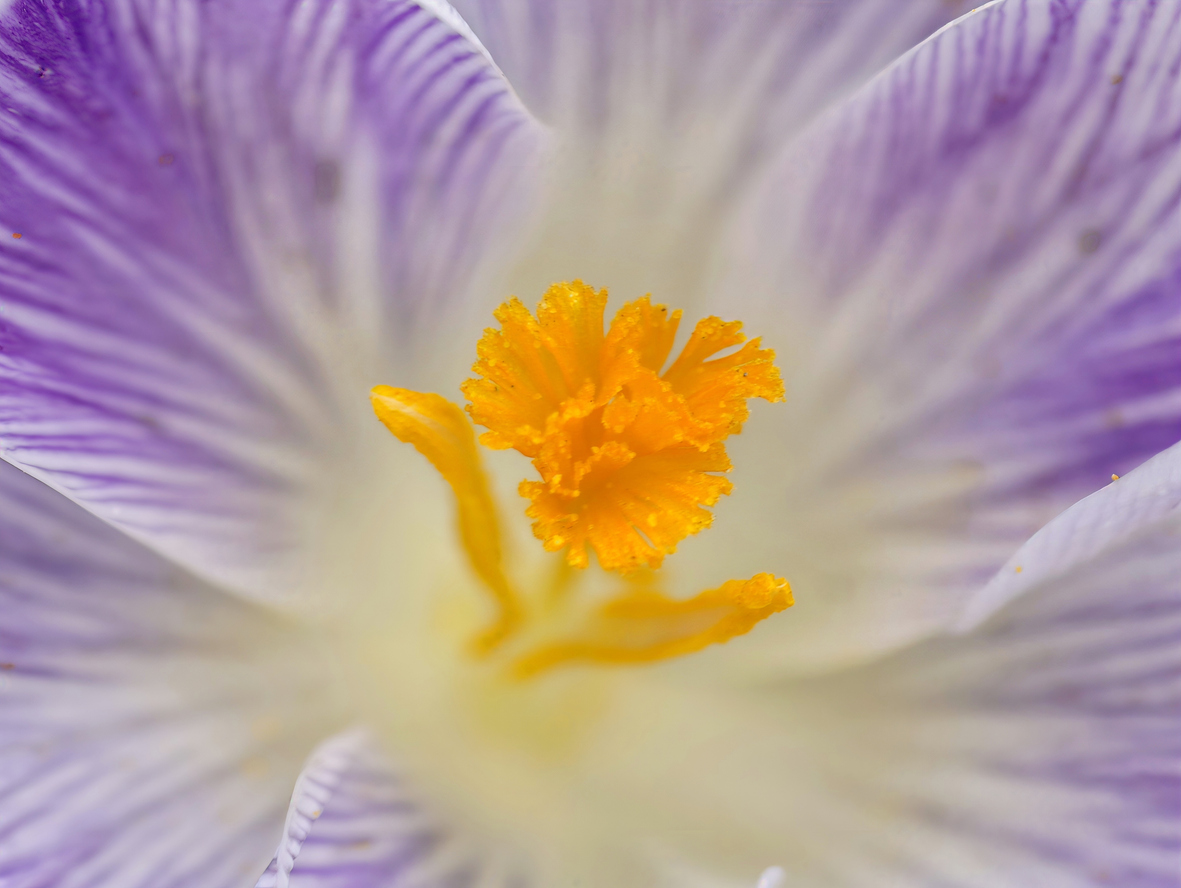 Local contrast for photographers — micro-contrast and depth without artifacts