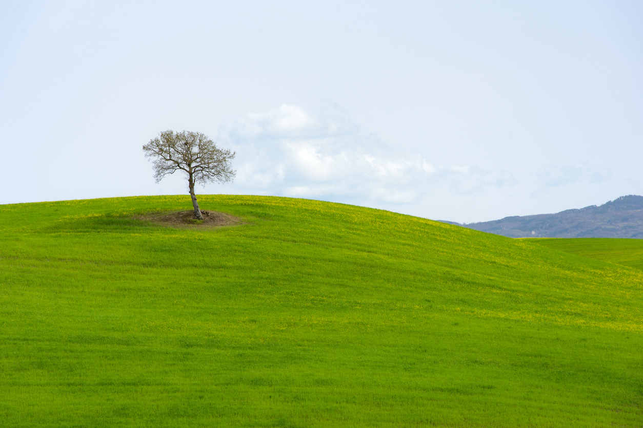Minimalism in photography shown through simple composition, isolated subject, and strong negative space.